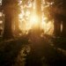 Arthur Morgan in the bayou on an Andalusian horse. He's silhouetted against the setting sun and surrounded by trees.